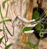 Collaret perla aigua dolça - Imatge 3