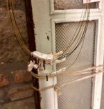 Collaret perla aigua dolça - Imatge 2